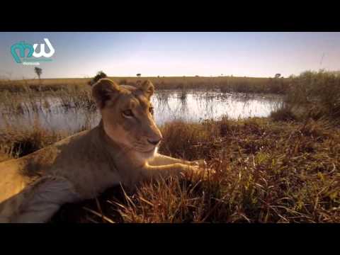 Alex H – Remnants Of Zimbabwe (Original Mix) [Video]