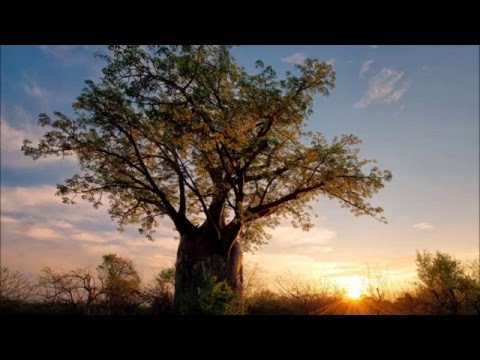 Alex H – Shangani (Original mix)