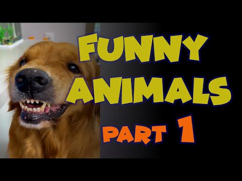 The Best Funny Animal Videos 2023 😂 – Best Dogs And Cats Videos
