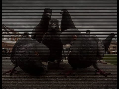 Pigeon OnA Deathwish Live Stream LS3
