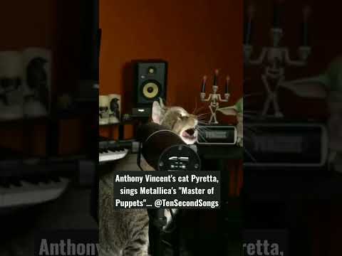 #cat Pyretta #metallica "Master of Puppets" @TenSecondSongs #shorts