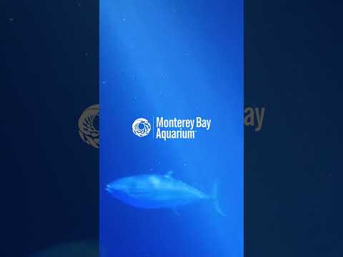 Monterey Bay Aquarium x Chillhop Music 🌊