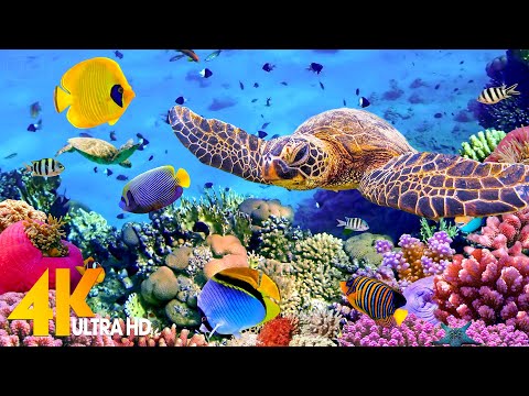 [NEW] 11H Stunning 4K Underwater Wonders – Relaxing Music | Coral Reefs, Fish & Colorful Sea Life