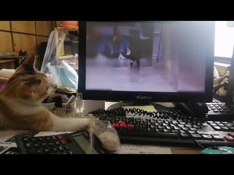 Pussy cat dolls