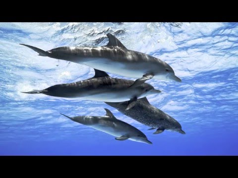 The Thrillseekers @ SSL Melomania Deluxe 8.12.2004 (Classic Trance)