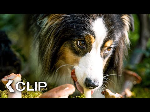 The Dogs Find Magic Mushrooms Scene – Strays (2023)