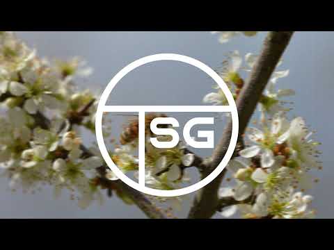 Joakim Molitor x Caspar Camitz – WILDFIRE