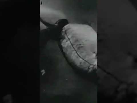 Release the kraken – Omoo, Omoo the Shark God (1949) #shorts