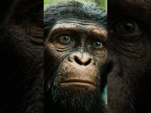 Planet of the Apes Returns in 2024!
