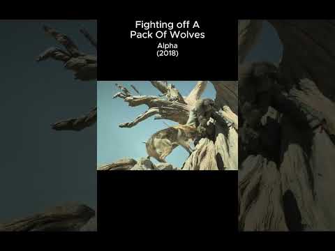Fight off a pack of wolves #sony #movie #action #shorts #fyp #wolves #adventure #attack