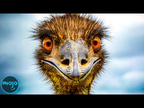 Top 10 Most Dangerous Birds