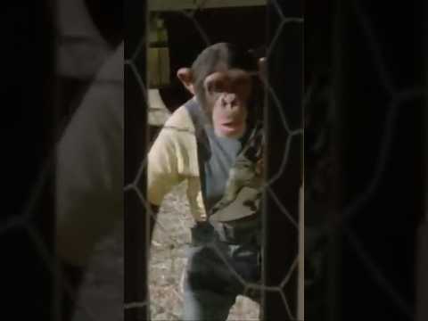 🐵 Monkey business 🎬 Africa Express (1975) #shorts #africa #monkey