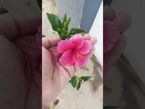 Garden #music #song #garden #gardening #subscribe #youtubeshorts #genix
