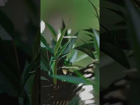 With a legacy in dance music, Darren Tate announces his latest solo album ‘Metamorphosis’ 🌿 #shorts