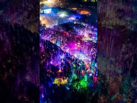 The Electric Forest ✨