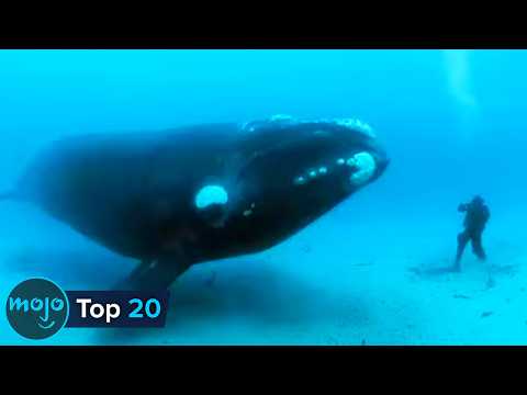 Top 20 Most Massive Animals of All Time