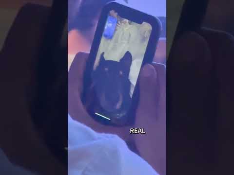 dog got immaculate music taste
