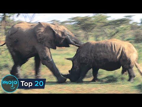 Top 20 SAVAGE Animal Rivalries