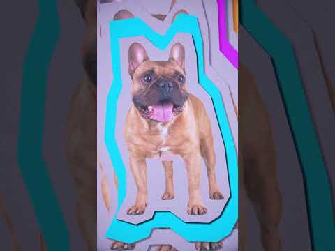 #BTS on the shoot of Luttrell’s ‘French Bulldog’ music video 🐶 #Anjunadeep #shorts