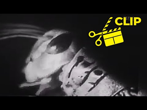 Giant Genetically Modified Monsters!  Killers from Space (1954)