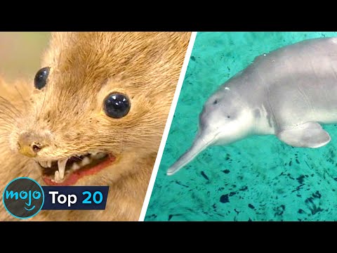 20 Animals That Are Now EXTINCT Because of Humans