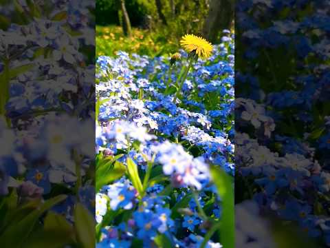 Static – Timecop1983 #timecop1983 #static #spring #flowers #wildlife #weeds #synth #synthwave