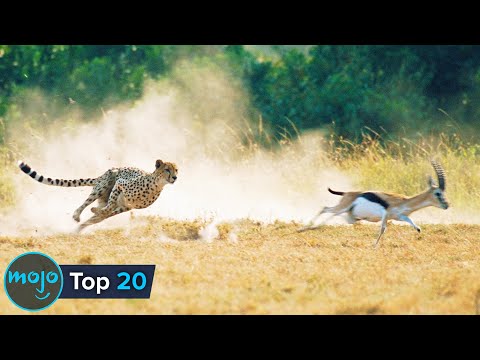 Top 20 Ridiculously Fast Animals