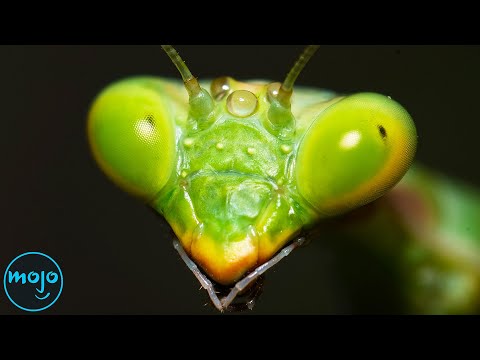 Top 10 Cannibalistic Creatures