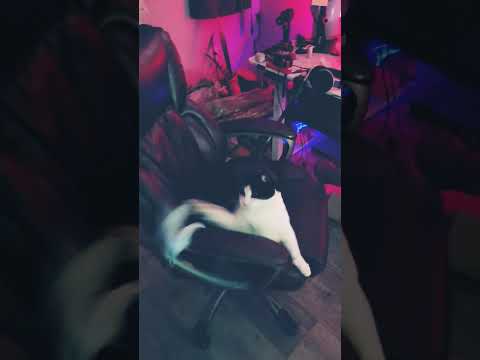 ❤️😘🐈