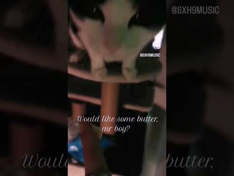 #cat #would #like #some #butter