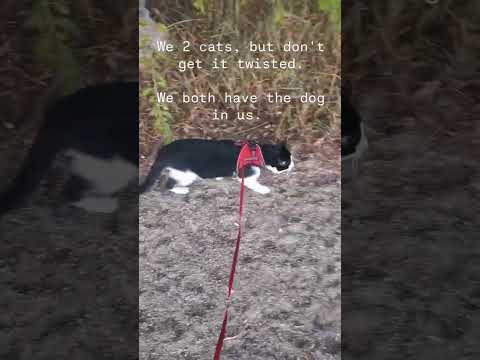 in our stride #cat #2025 #lifeisbutadream
