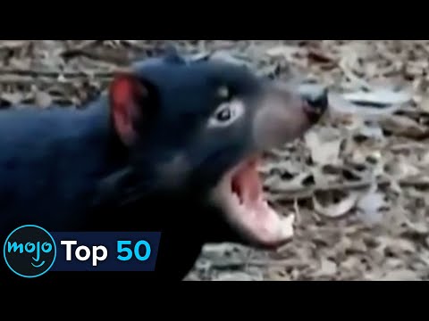 Top 50 Most Dangerous Animals in the World