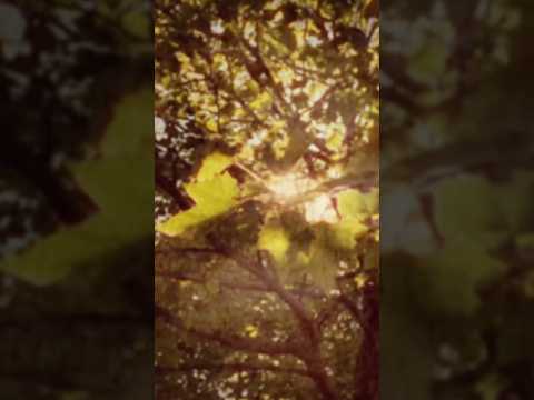 ‘together (we are more)’, the heartwarming new single from @leavinglaurel 🍂 #shorts