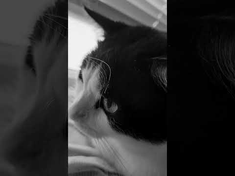 the floor is lava. #cat #2025 #frequencyhealing #music #postmalone #remix