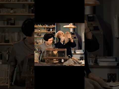 Youth syrum Guinea pigs