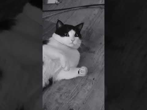 I reported him by the way, repeated offender. # cutewithoutpermit #copcams #cat #dadlovesu #mrgrape