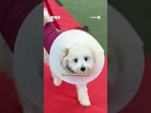 werk that cone, Fergus 📸✨ #RoguePromises #GregJames #DogShow #Dog #KatieThistleton