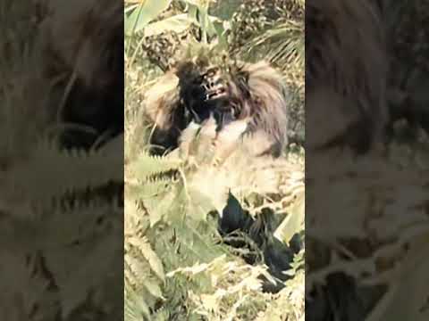 Ray Corrigan Love Beast