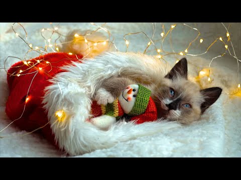 Purr-fect Festive Felines: Cats Spreading Christmas Cheer! 🎄🐱 4K Ambience Video