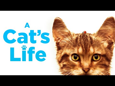 A Cat’s Life | Full Family Adventure Movie – Capucine Sainson-Fabresse, Corinne Masiero