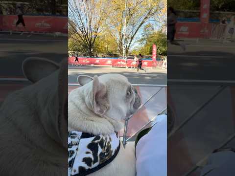 NYC Marathon Day #dogsofyoutube #fallintoshorts #frenchie #dogmom #dog #puppylove #nyc #bulldog #fyp