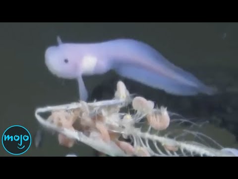 Top 50 Deep Sea Mysteries That Will Freak You Out