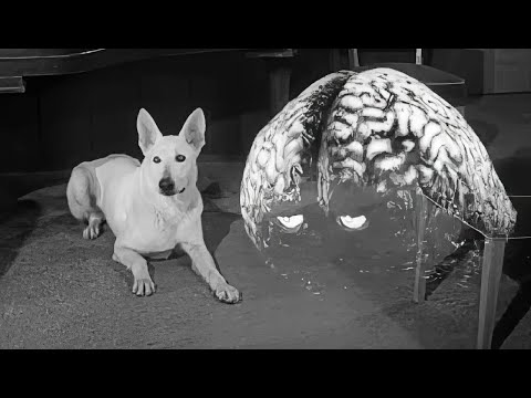 1957 – The Brain from Planet Arous – It Will Steal Your Body And Damn Your Soul!