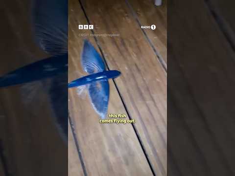 Craig David-Attenborough to the… rescue?! 💀 @craigdavid #GregJames