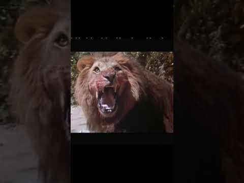 Lost in Africa  Official movie trailer