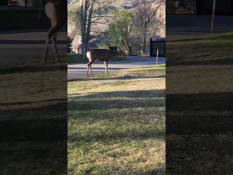 they can all be ready for whatever  #rickandmorty #salida #deer #salidapd