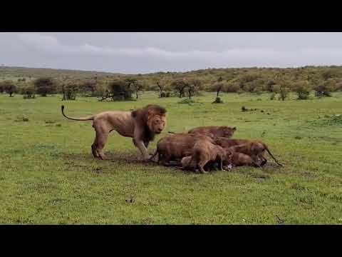 Cubs eat first.