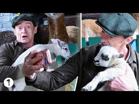 We took Hugh Jackman to a lamb farm for an unhinged Sheep Detectives interview