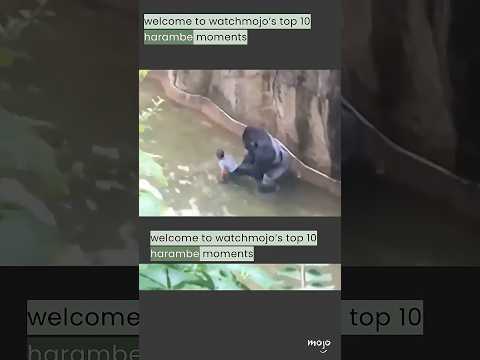 Harambe: 10 Years Later