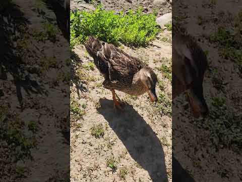hey mama #ducks #duck